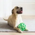 JW Pet Hol-ee Roller Dog Chew Toy