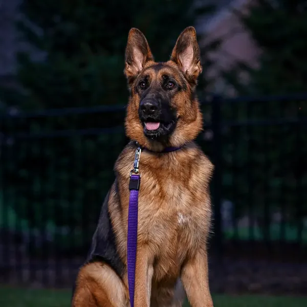 COASTAL Inspire Dog Leash - Image 7