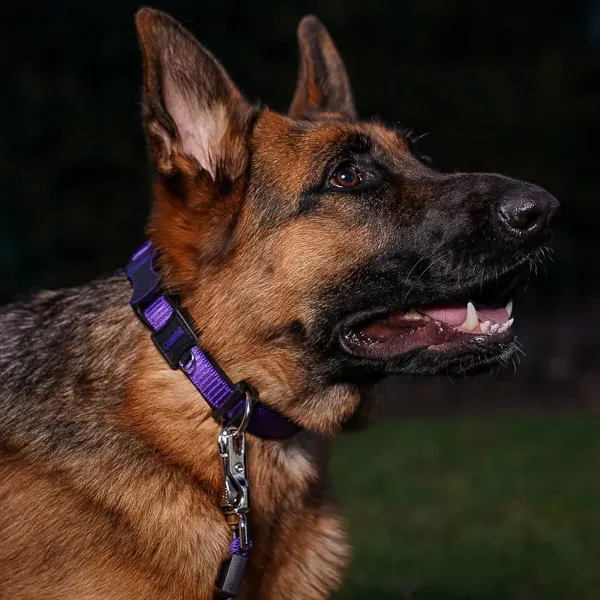 COASTAL Inspire Dog Leash - Image 8